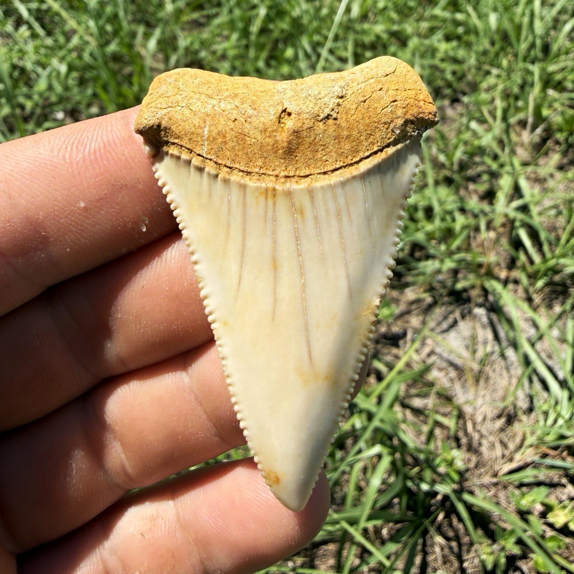 Chile Great white tooth (2.34)