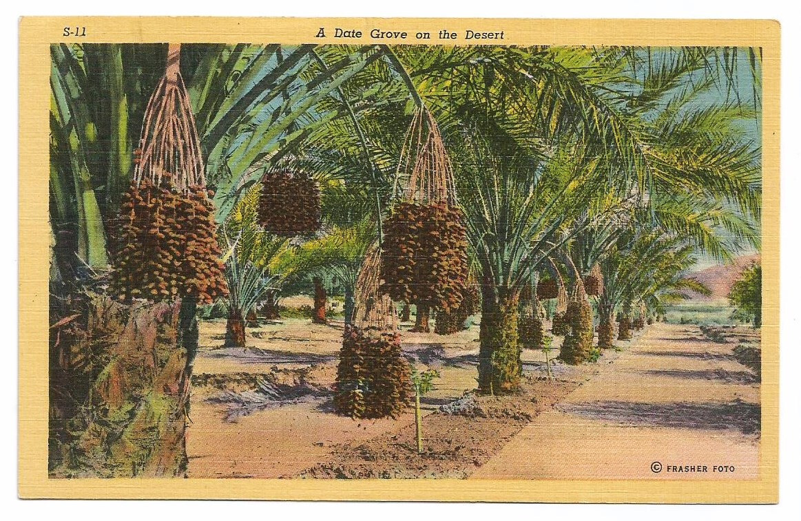 Date Palms Desert Postcard Palm Trees