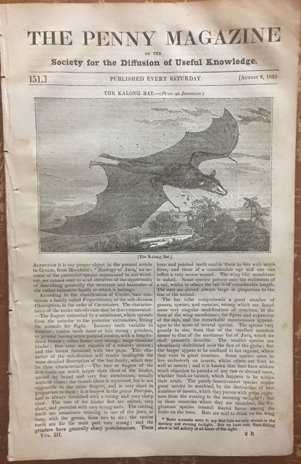Kalong Bat Large Flying Fox 1834 Sueno\'s Stone Pillar Scotland-Nafplio Greece