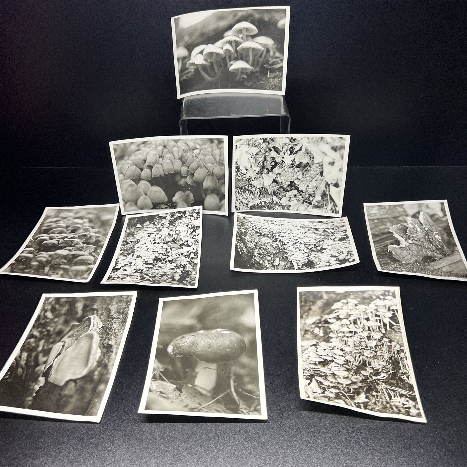 VTG Photo Mushroom Cluster Nature Forest Original 5x7 Amateur Photography Lot 10 VTG Photo Mushroom Cluster Nature Forest Original 5x7 Amateur Photography Lot 10