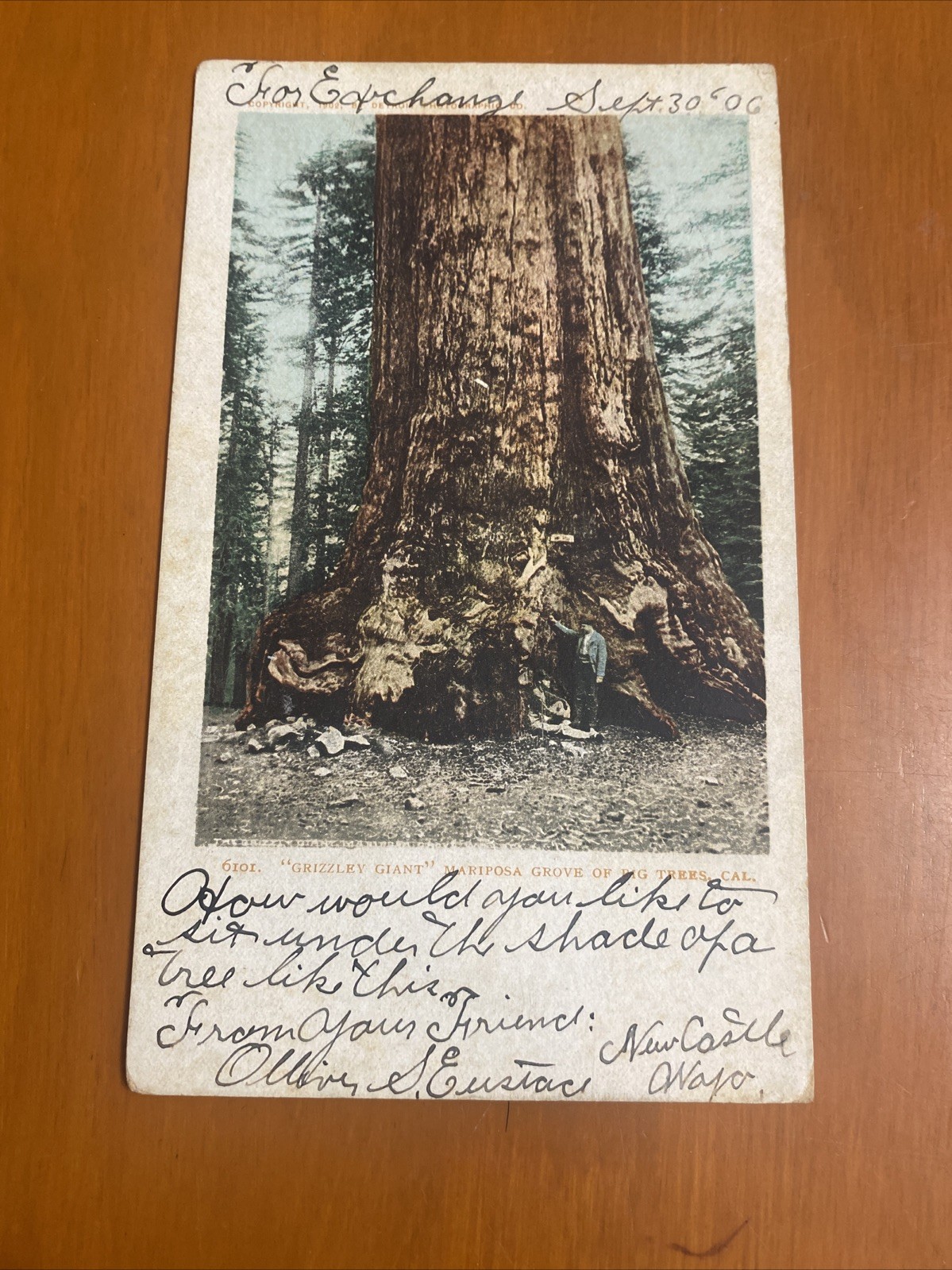 Vintage Postcard Grizzly Giant Mariposa Grove Yosemite California Posted 1938