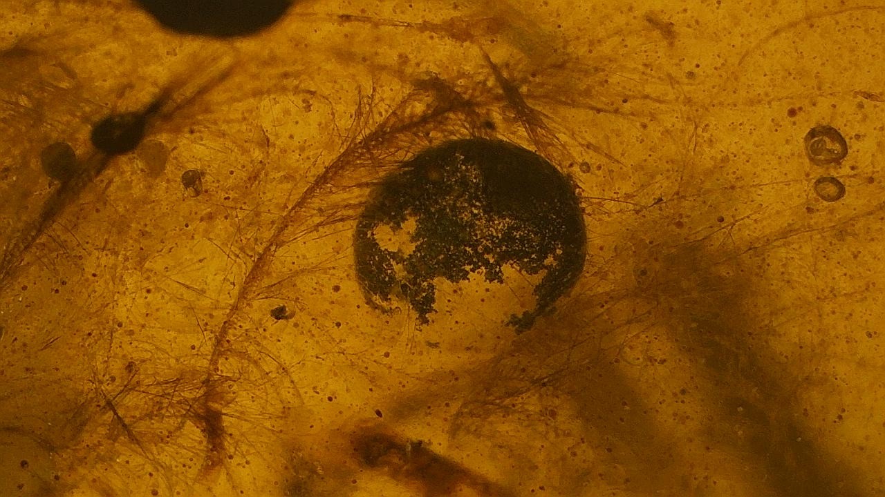 Extremely rare feathers inclusion amber with possible tiny egg shell