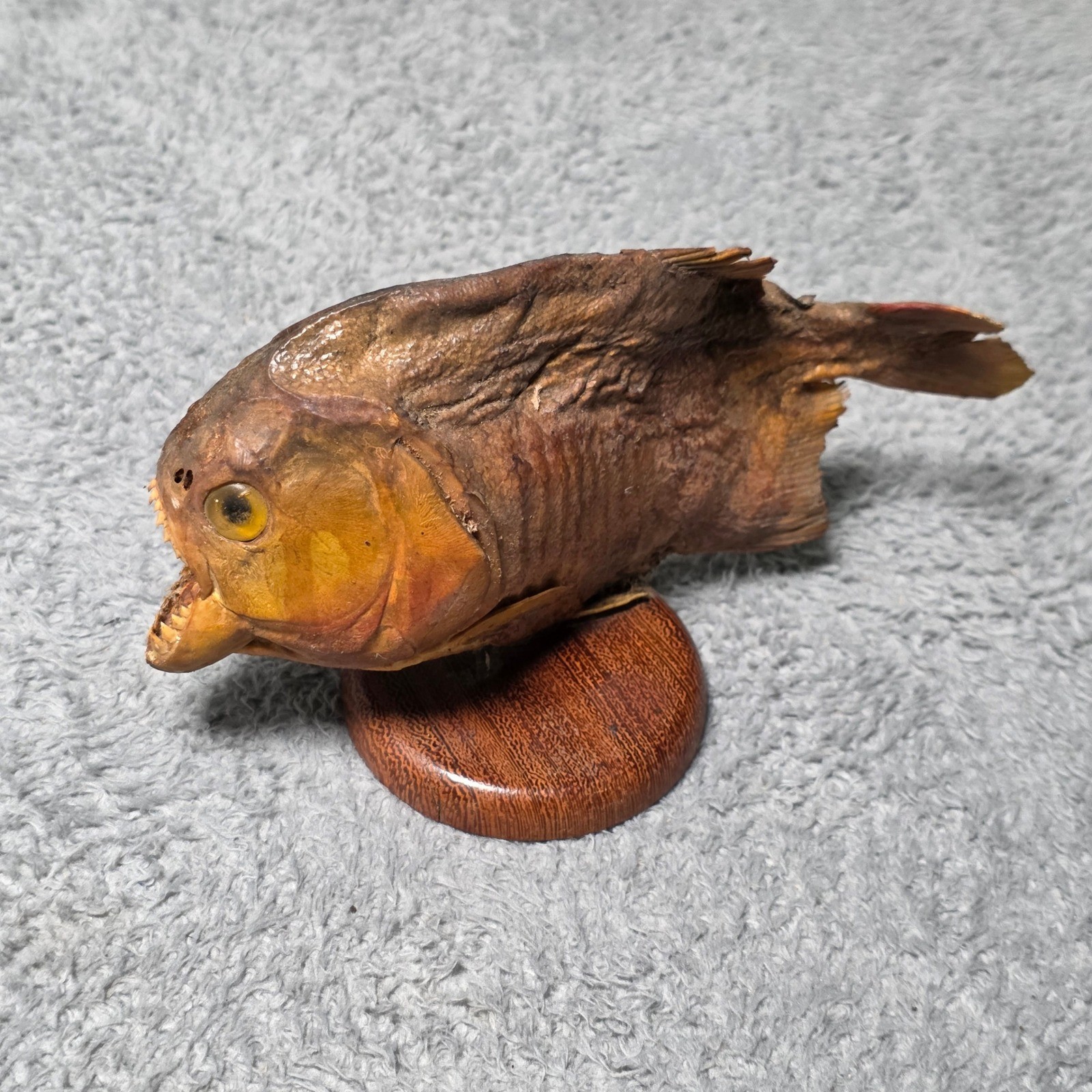 Vintage Taxidermy Piranha 8.5 Inch Dried Fish Mount Brown Wood Base Oddity