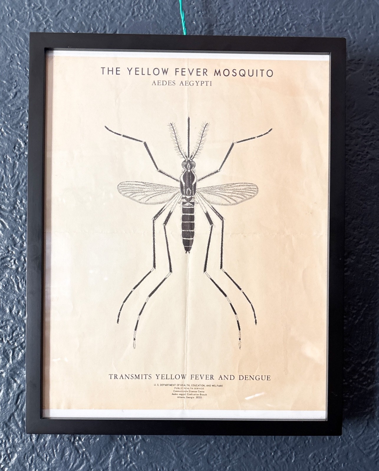 Original 1960s CDC Yellow Fever Mosquito Poster Vintage Aedes Aegypti Framed