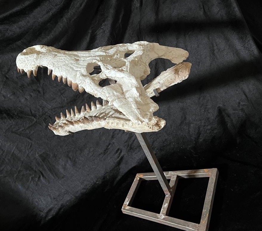 authentic prehistoric crocodile skull fossilcretaceous  very Rare