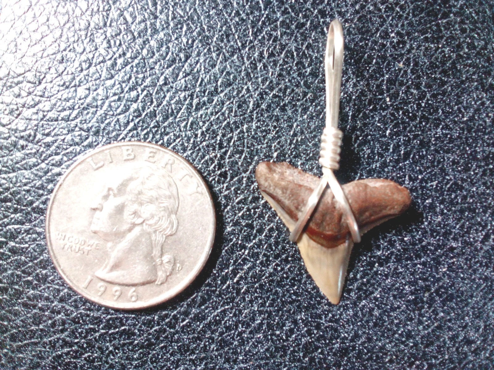 Perfect little bull shark tooth pendant with Jewelers silver wire hand wrap