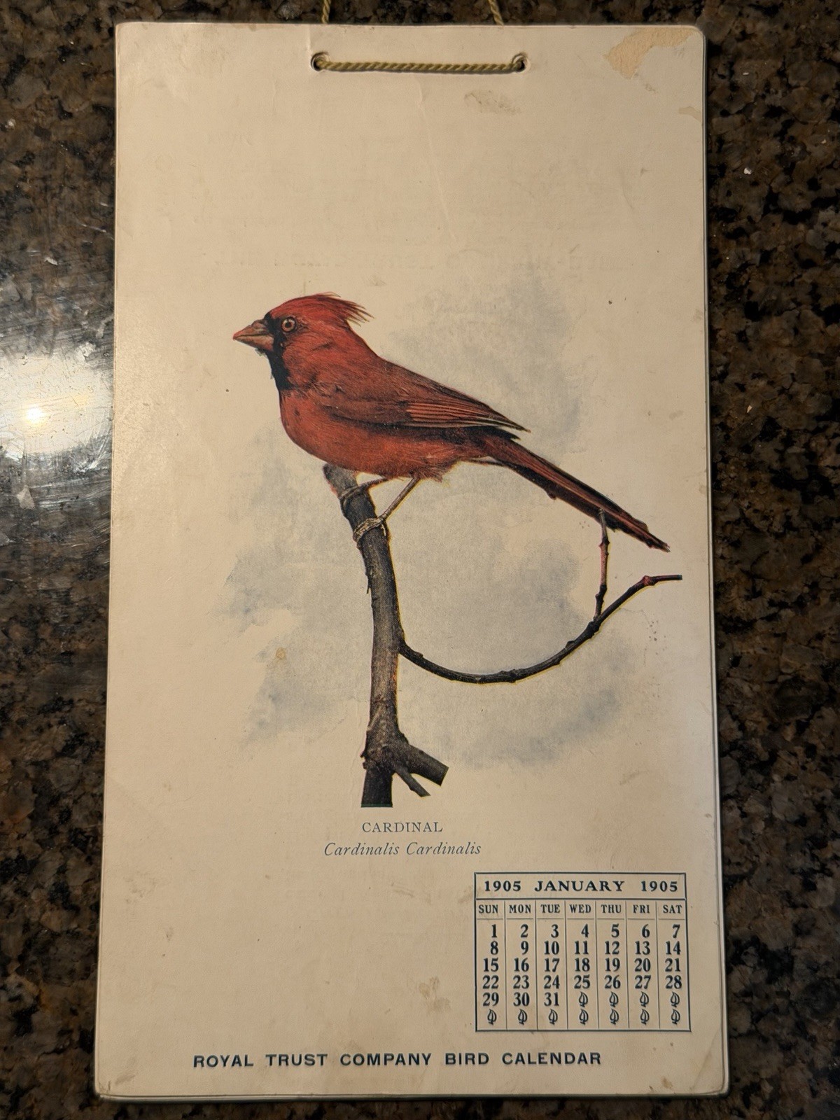 1905 Royal Trust Co Bird Calendar Complete 12 Mo Clarence Weed Rand McNally