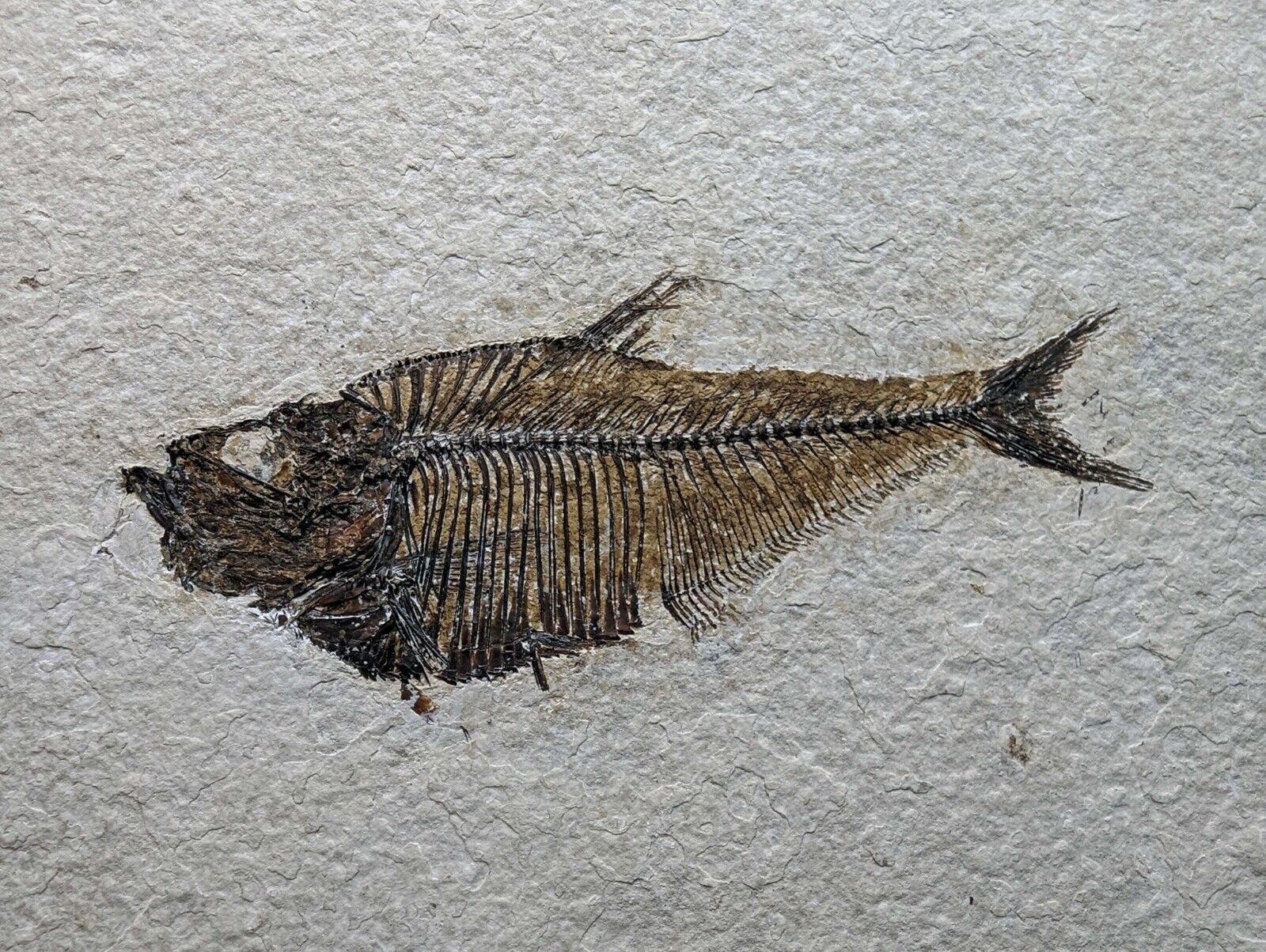 Fossil Fish 4\