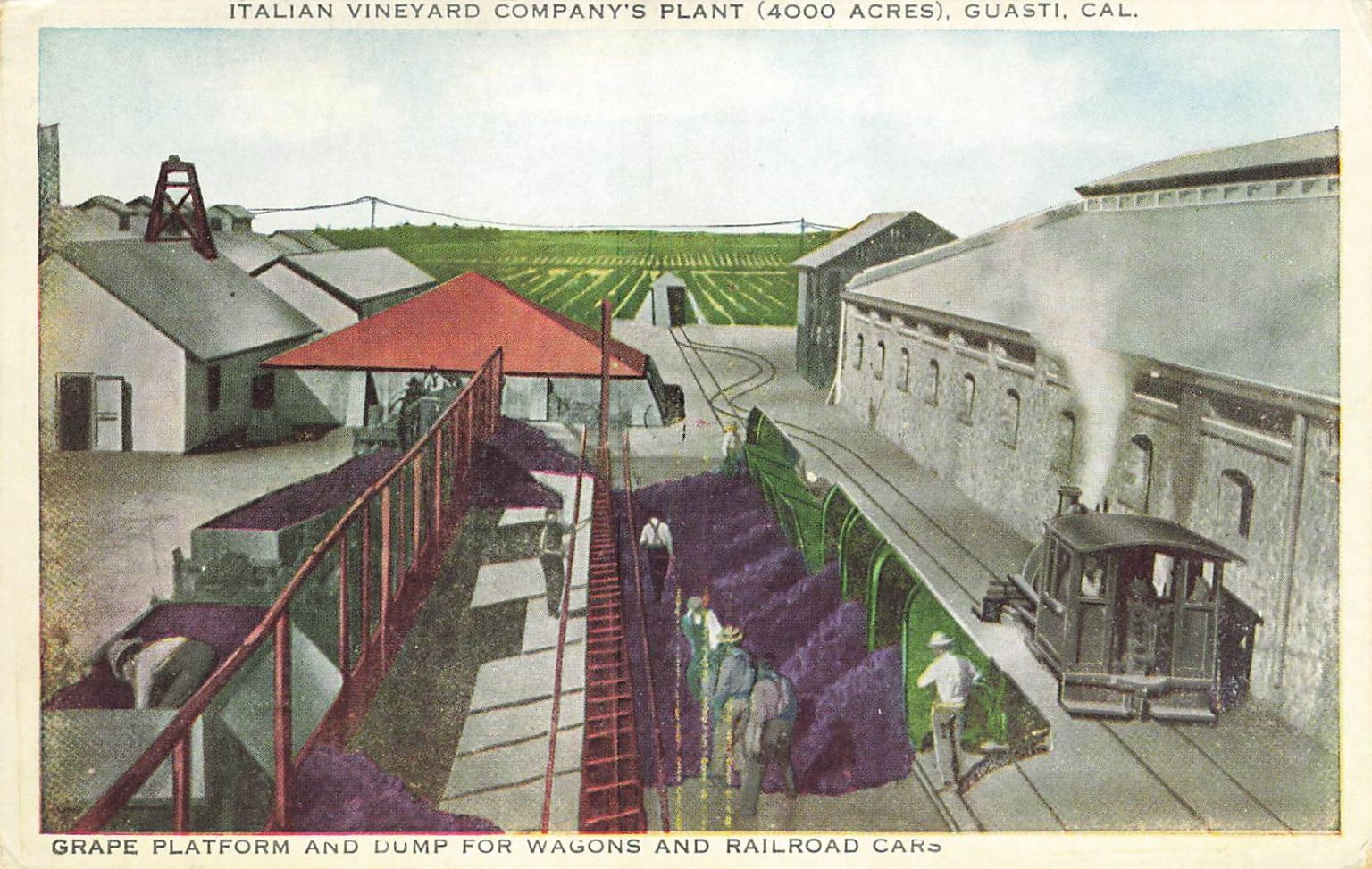 Italian Vineyard Co. Guasti CA Plant & Grape Dump Postcard c1910 Advert