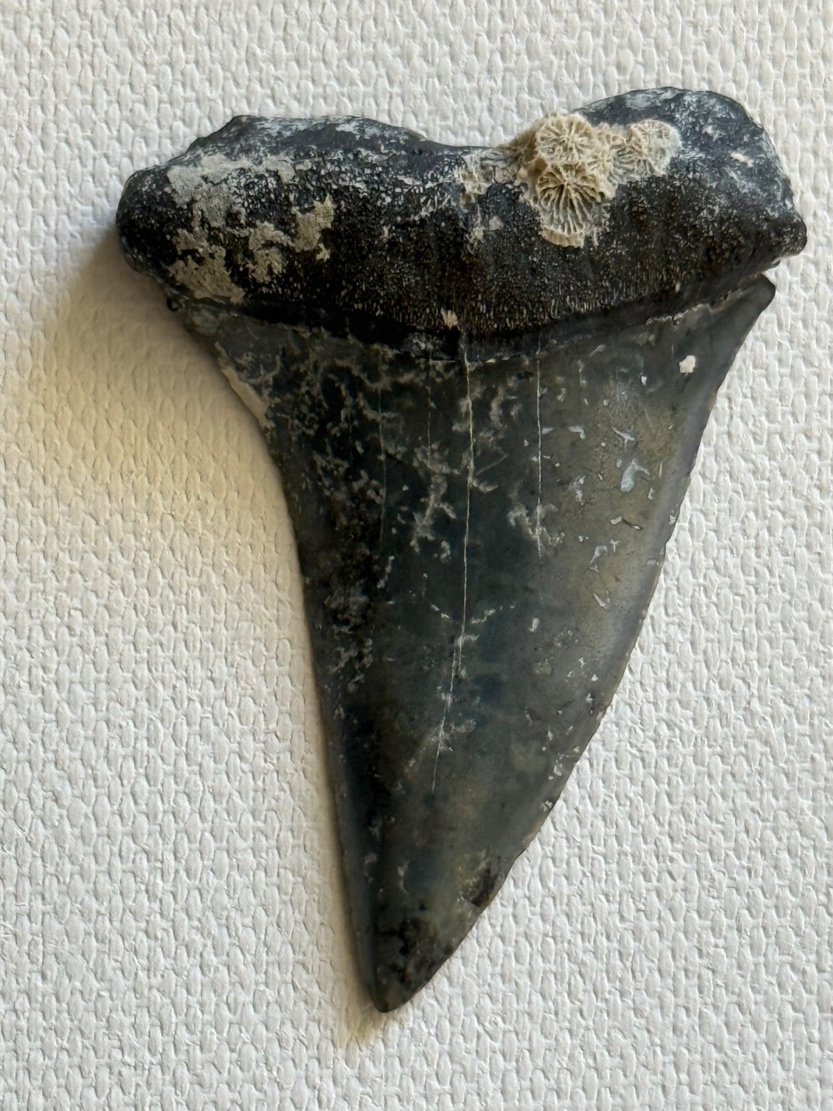 Fossil Bone Valley Carcharodon subserratus (transition) PATHO Shark Tooth 2.15\'\'