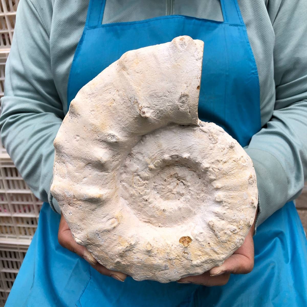 4.62 LB Natural White Ammonite Fossil Specimen Home Decor Healing Stone 5782