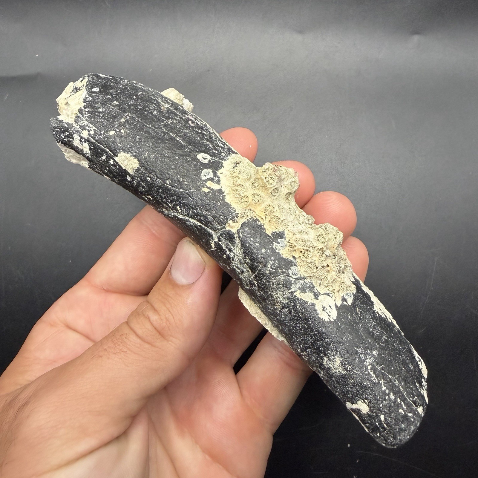 Megalodon Era Dugong Rib Bone Fossil Marine Mammal 5”