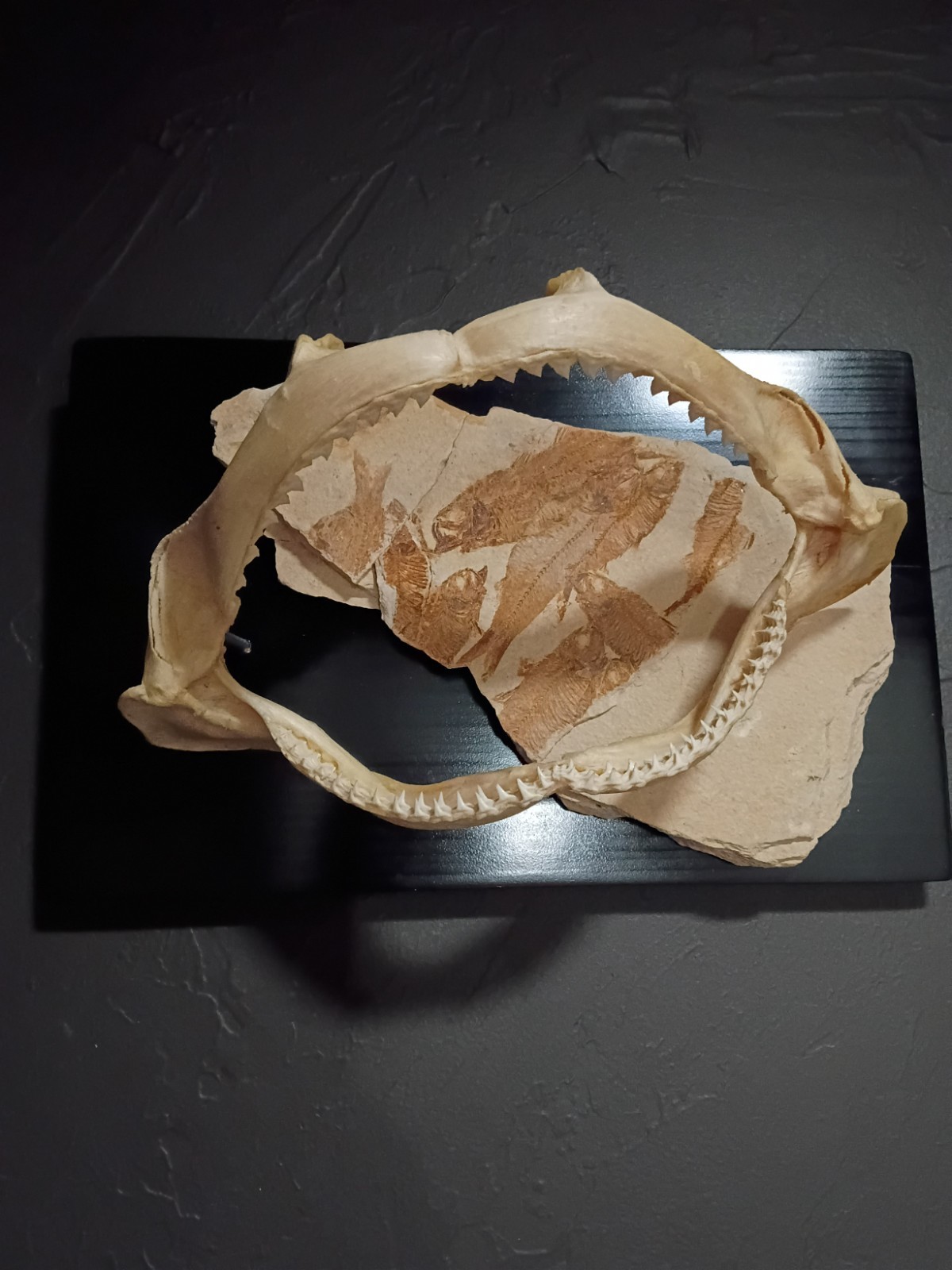 Fish Fossils, Shark Jaw artwork Stunning, Bold, Unique. 1 of a kind 