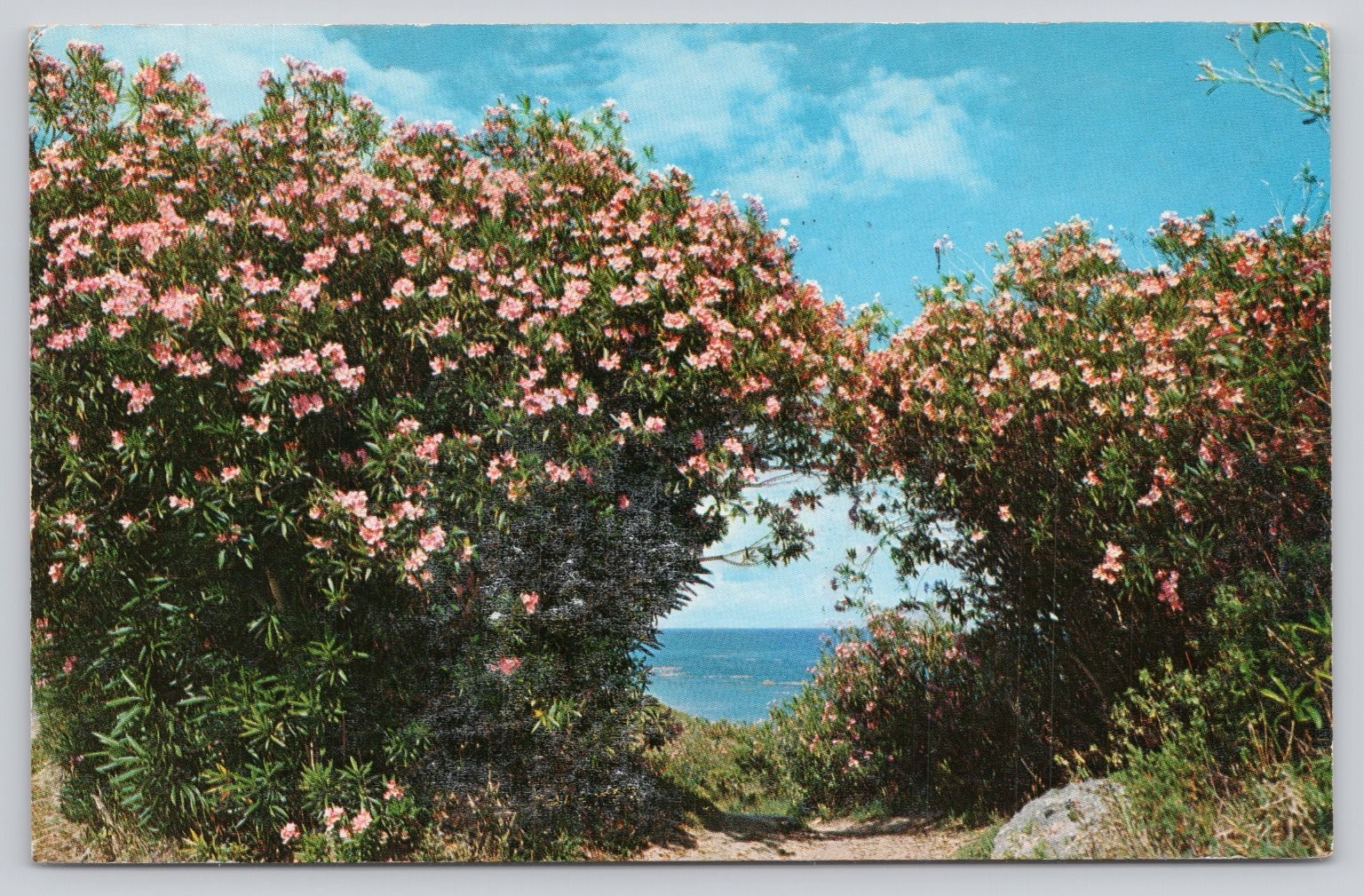 Vintage Bermuda Oleander Hedge Ocean View Postcard 1961 Superchrome Postmarked Vintage Bermuda Oleander Hedge Ocean View Postcard 1961 Superchrome Postmarked