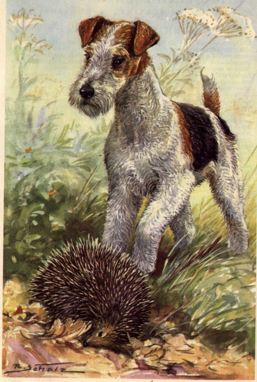 Wire Fox Terrier - CUSTOM MATTED Small 5 x 7 - Dog Art Print - German : NEW U
