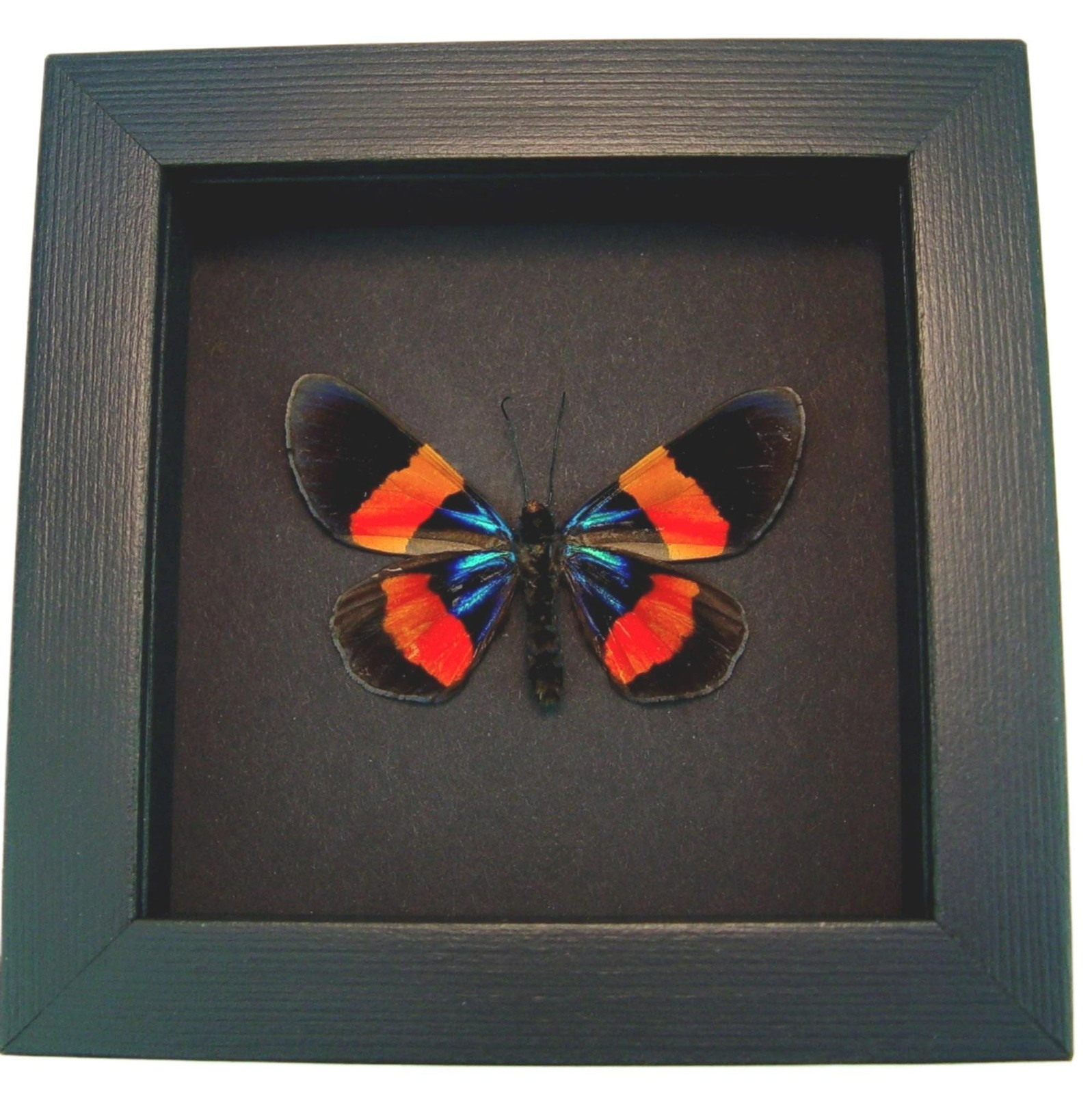 Milionia drucei verso Moth Real Framed Day Flying Moth Moonlight Display