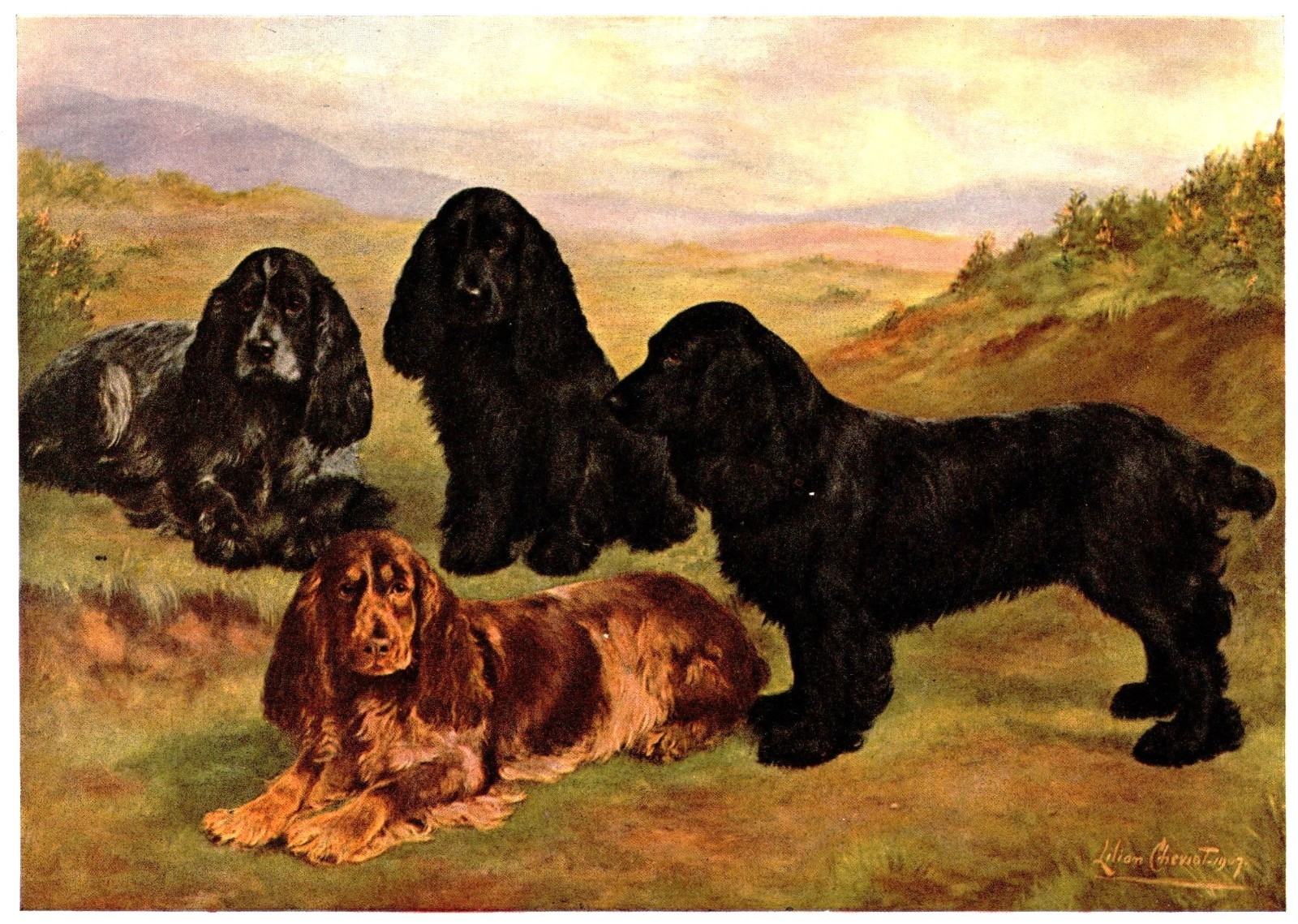 Antique Cocker Spaniel Print 1911 Bowdler Champion Cocker Spaniels Art 7095g