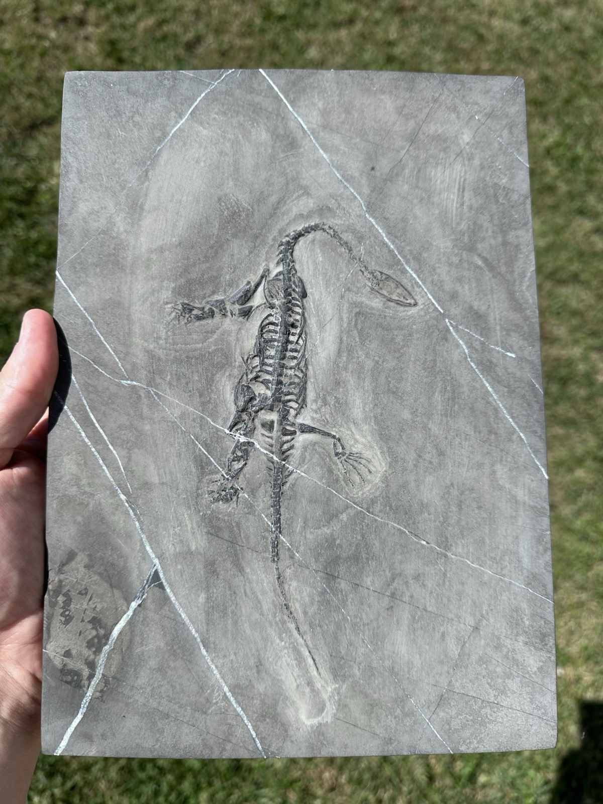 Large 100% Natural Keichousaurus Fossil Personally Prepped Fossil Keichousaurus
