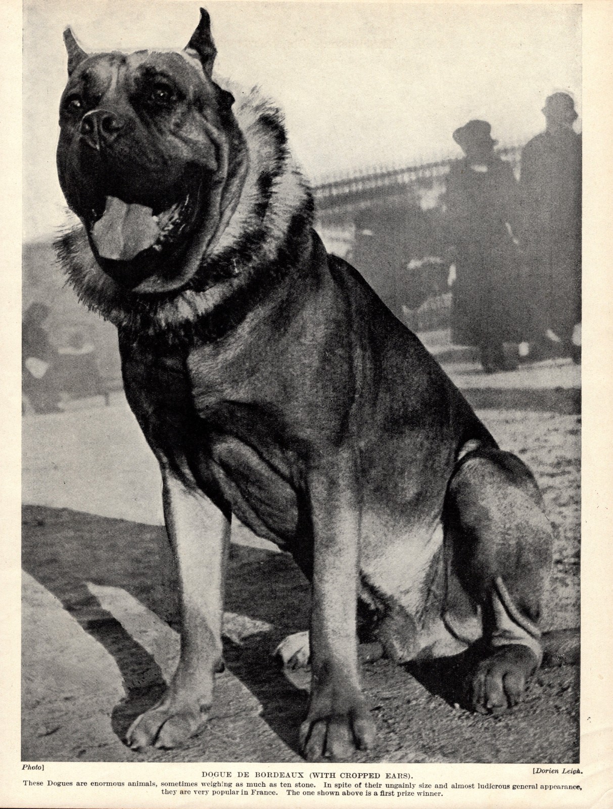 1930s Vintage Bordeaux Mastiff Print Dogue de Bordeaux Print  7076d