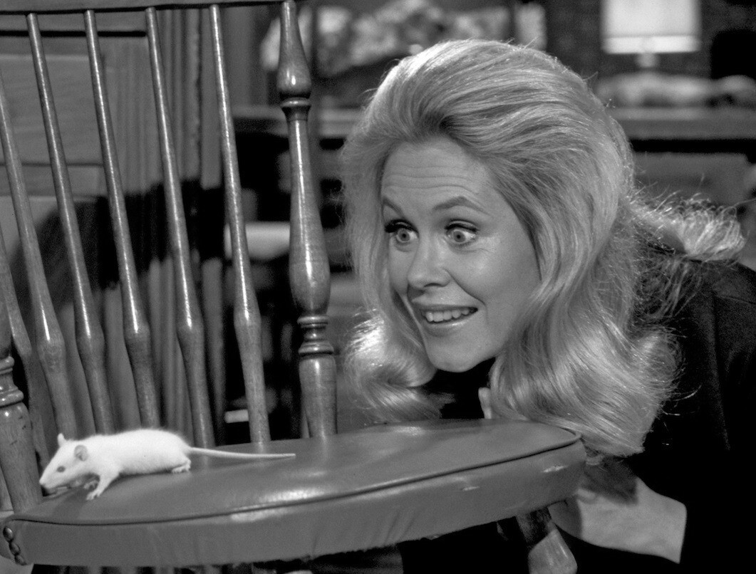 Samantha turns Darrin into a Mouse on BEWITCHED Picture Photo 6