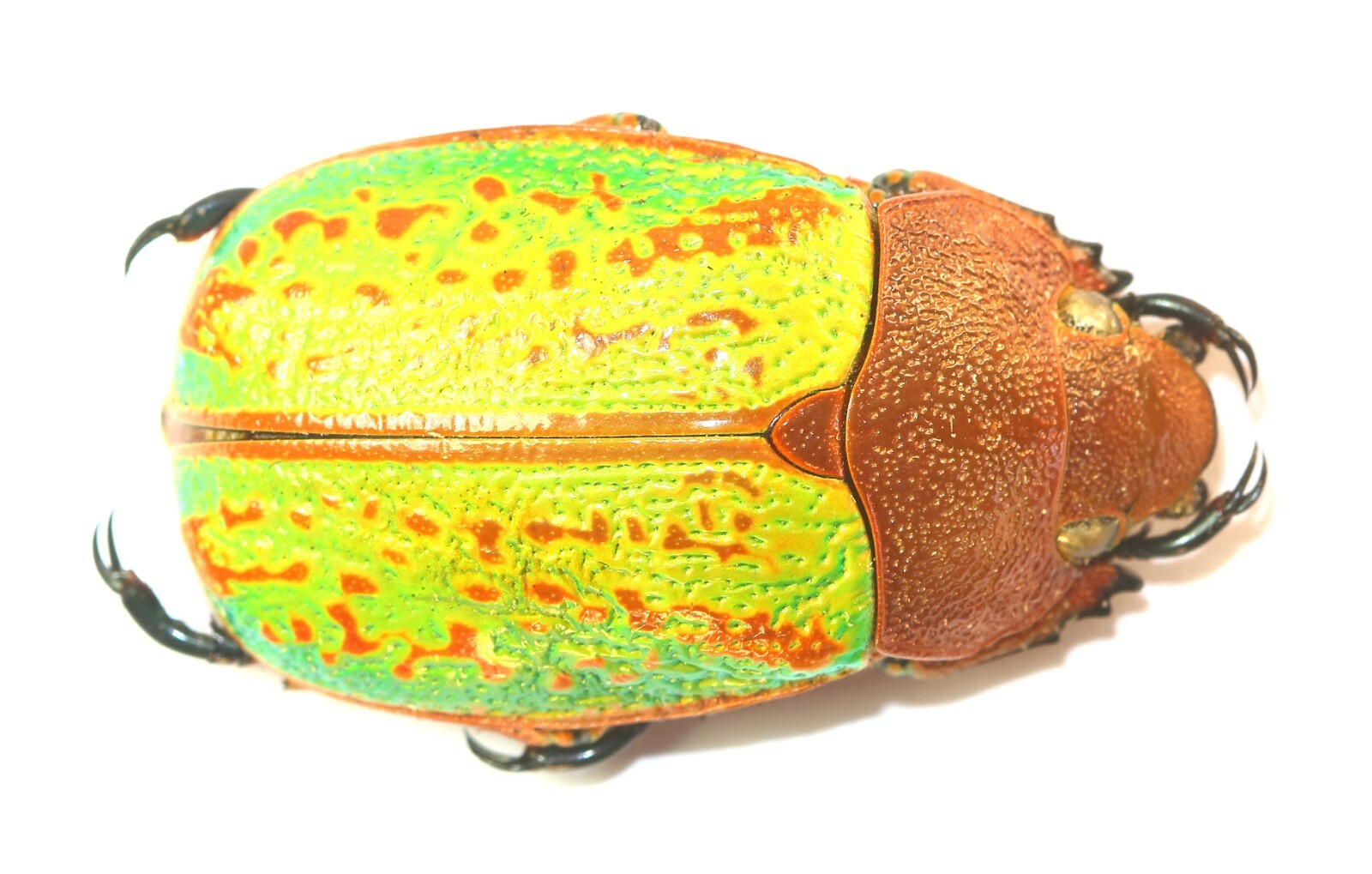 COLEOPTERA, RUTELINAE, CHRYSINA VICTORINA from MEXICO
