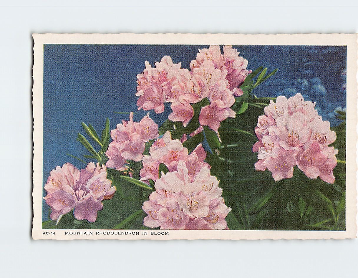 Mountain Rhododendron in Bloom Q-00206