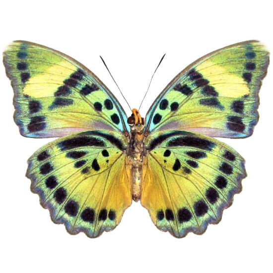 Euphaedra blue green verso butterfly Africa unmounted wings closed