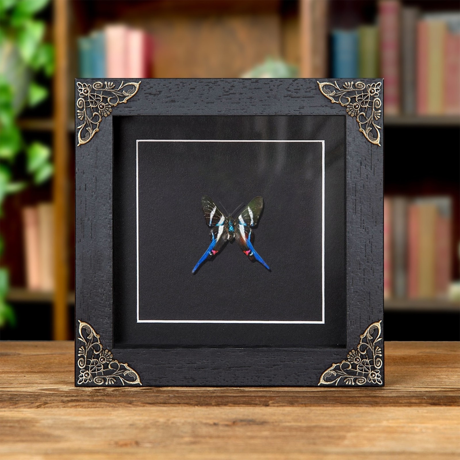 Long-tailed Metalmark Framed Butterfly In Baroque Style Frame (Rhetus arcius)