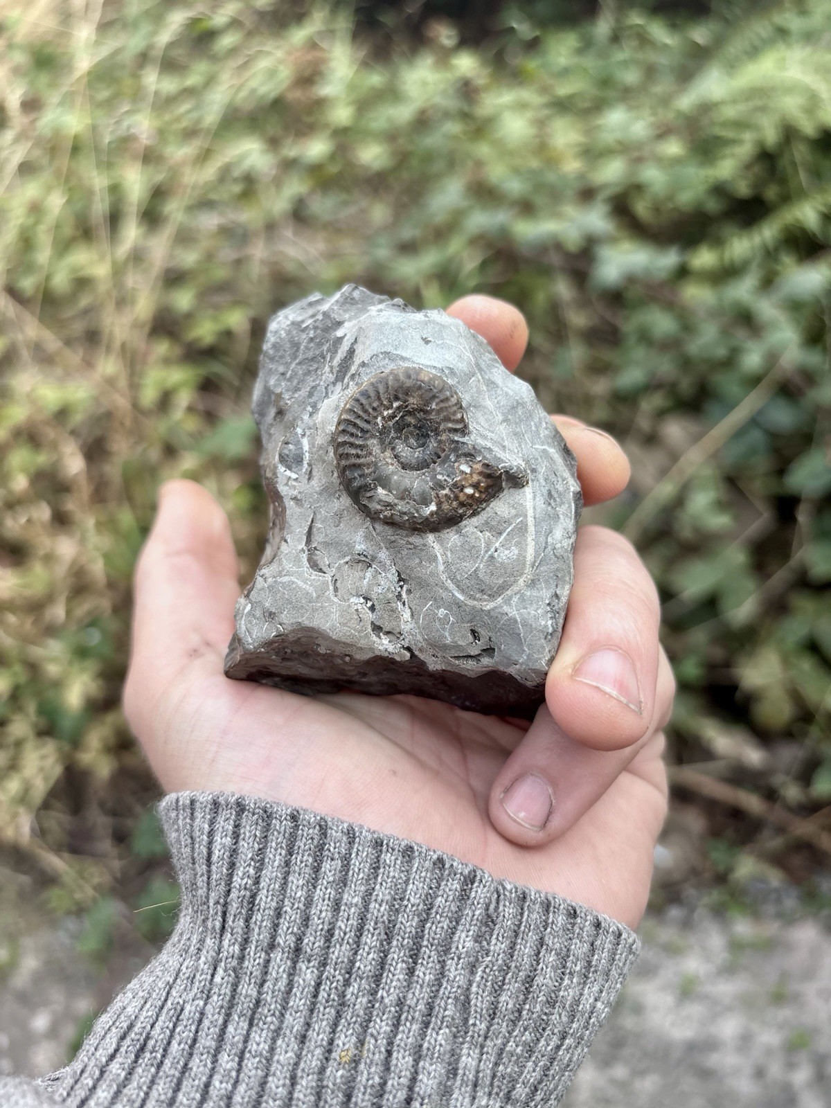 Grammoceras Sp. Jurassic Fossil Ammonite Whitby, Yorkshire Coast, England Grammoceras Sp. Jurassic Fossil Ammonite Whitby, Yorkshire Coast, England