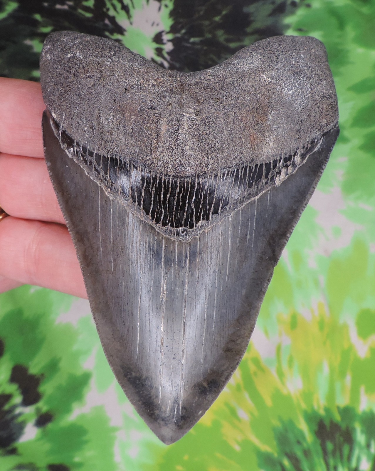 Megalodon Sharks Tooth 4 1/2\