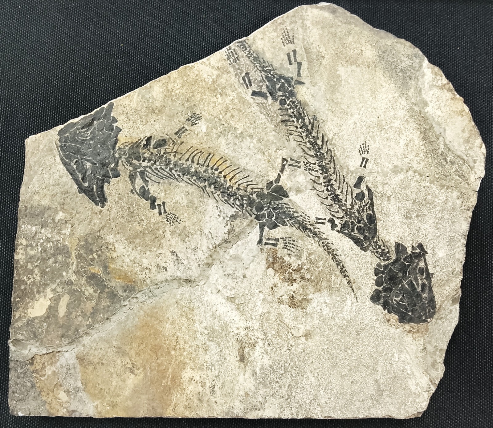Pair of Discosauriscus Pulcherrimus, Czech Republic