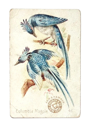 1898 J2 #46 Columbia Magpie, New Series of Beautiful Birds, small size