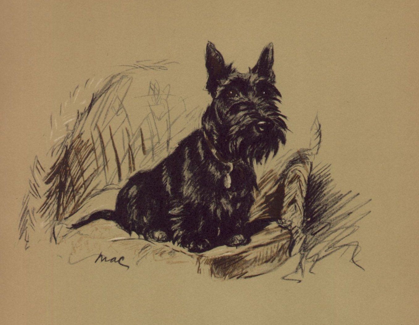 Scottish Terrier - CUSTOM MATTED Small 5 x 7 - Lucy Dawson Dog Art Print NEW