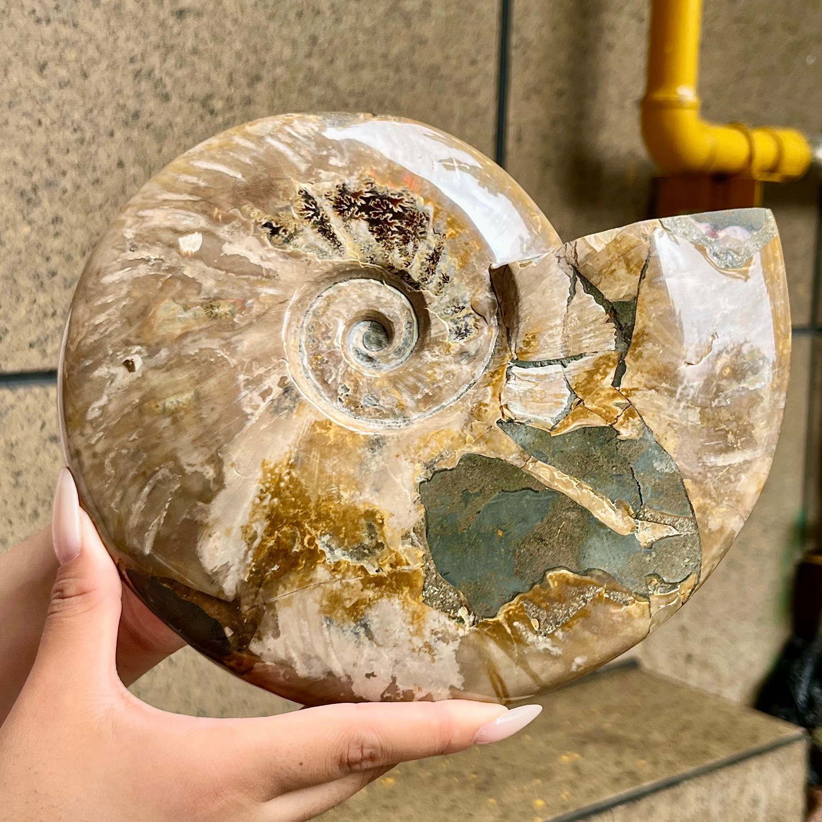 4.2 lb  Beautiful Ammonite Fossil Conch Crystal Specimen Healing