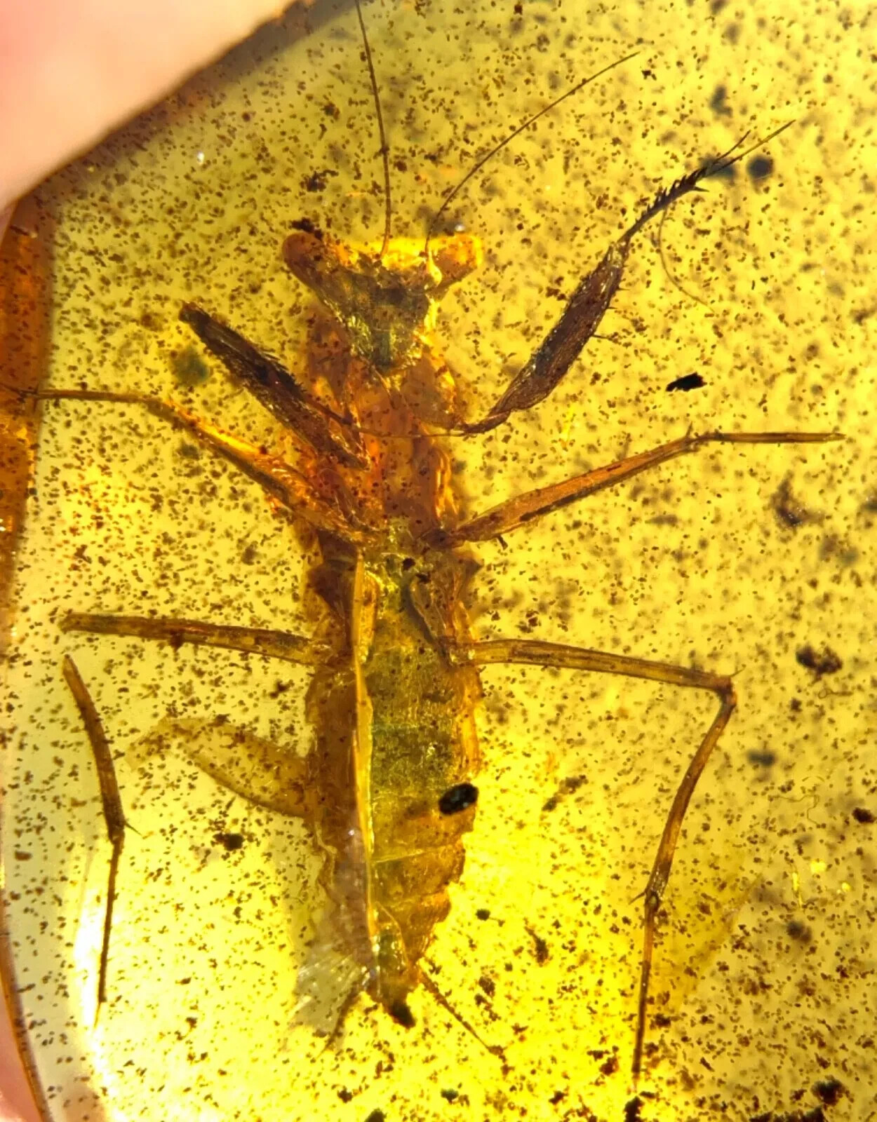 Extremely Rare Huge 23MM Winged Adult Praying Mantis Mantodea Burma Amber Fossil