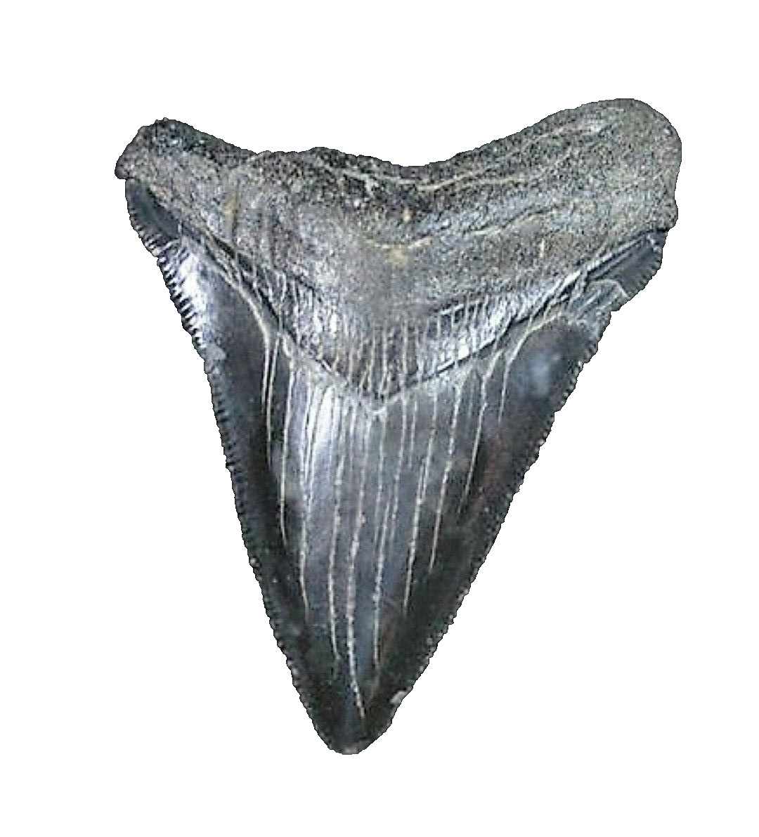 1 INCH REAL MEGALODON SHARK TOOTH SMALL FOSSIL RELIC GIANT GENUINE DARK RARE MEG