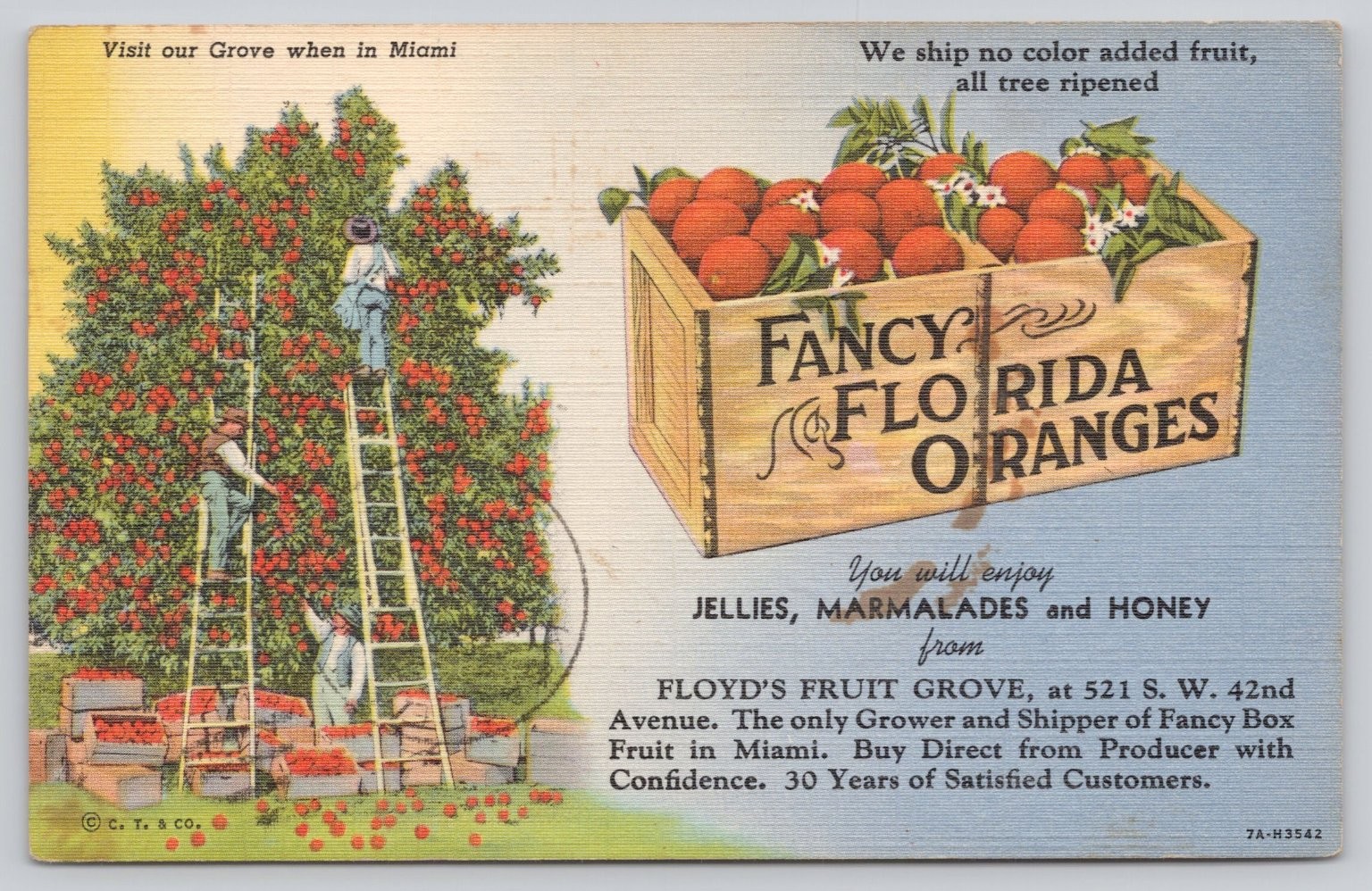 Vintage Miami Florida Floyd's Fruit Grove Orange Picking Linen Postcard