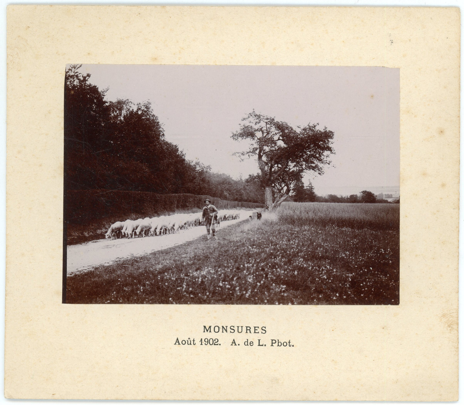 France, Monsures, the Shepherd and His Herd, August 1902 Vintage Albumen Print.Cha