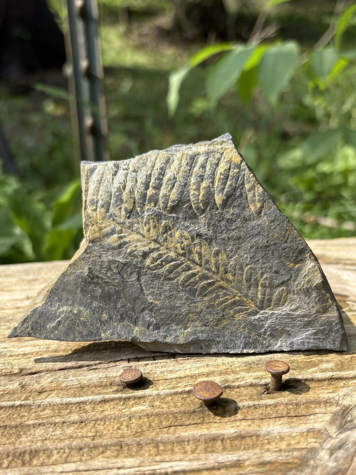 Large Fern Fossil Specimen- Natural 3.8” Fern Leaves Double Shale Impressions