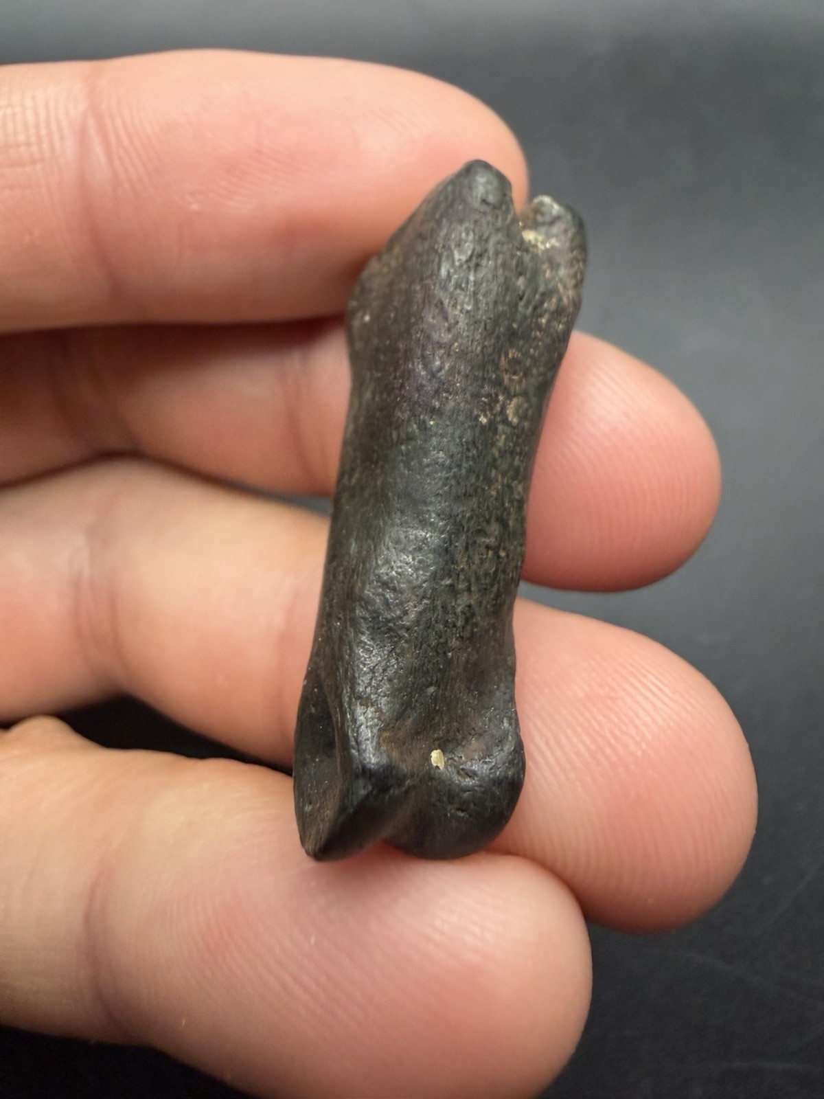 ICE AGE MAMMAL TOE BONE PHALANX BONE NORTH FLORIDA