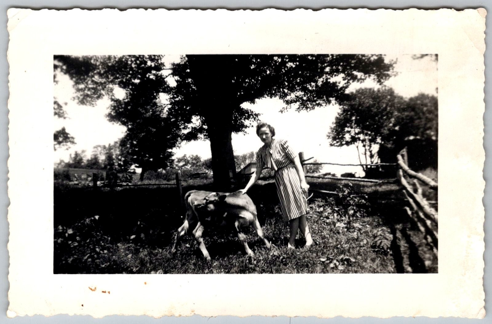 Vtg B&W Snapshot Woman Striped Dress Petting Calf Cow Farm Pasture 1940s