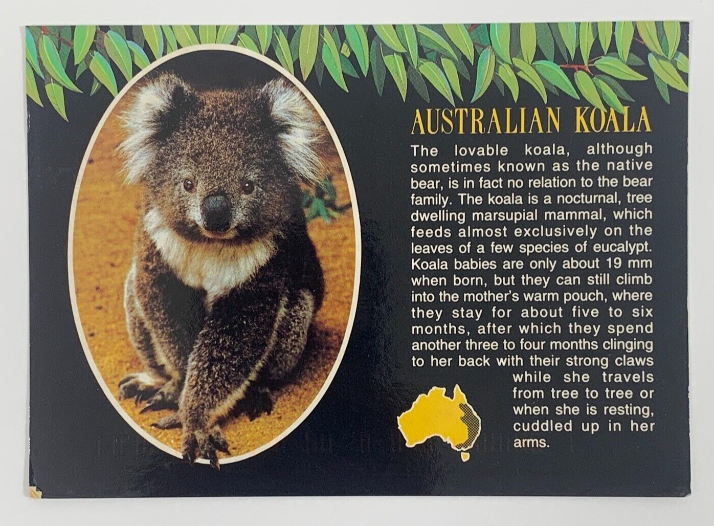 Australian Koala Postcard Posted 1993