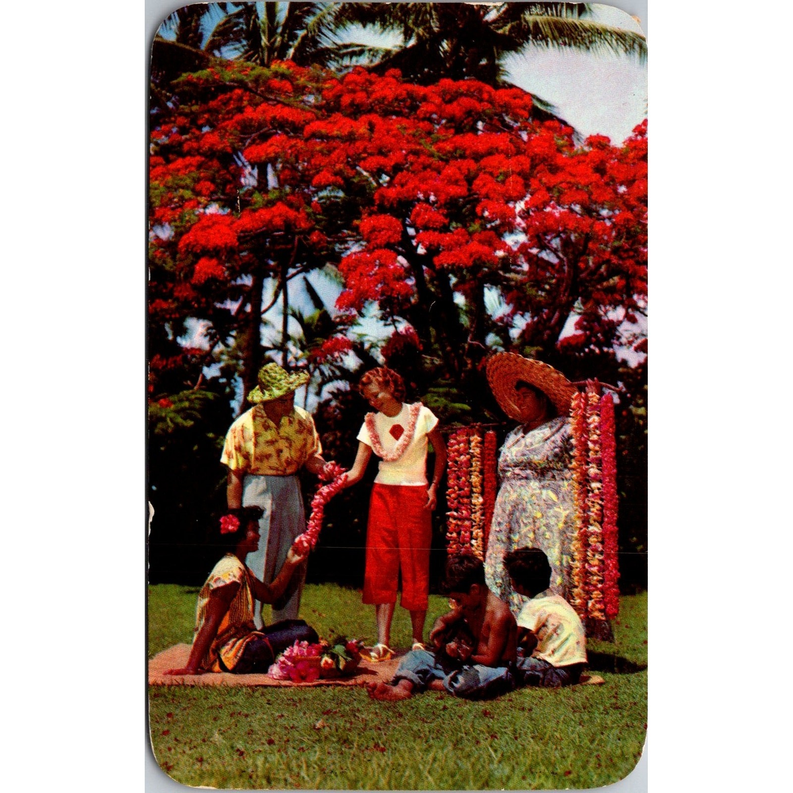 Lei Seller And Helpers Beneath Royal Poinciana Tree 1957 Vintage Postcard SP10-2