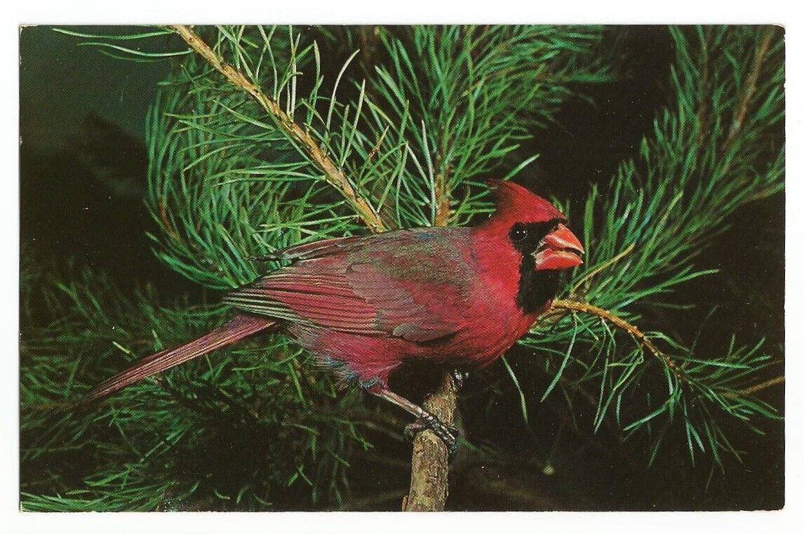 Cardinal Postcard Bird