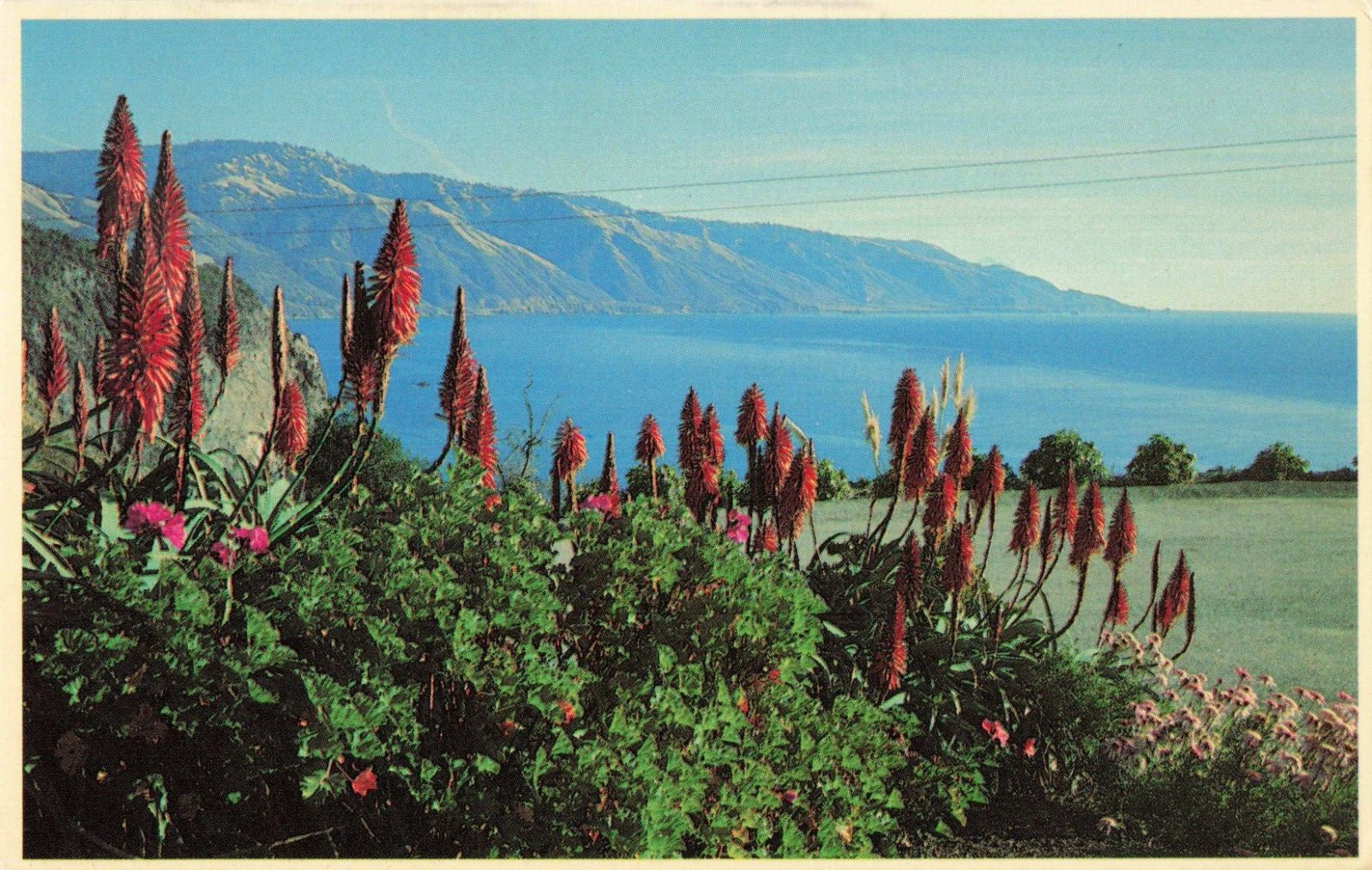 Salinas CA California, Big Sur Coastline, Colorful Wildflowers, Vintage Postcard