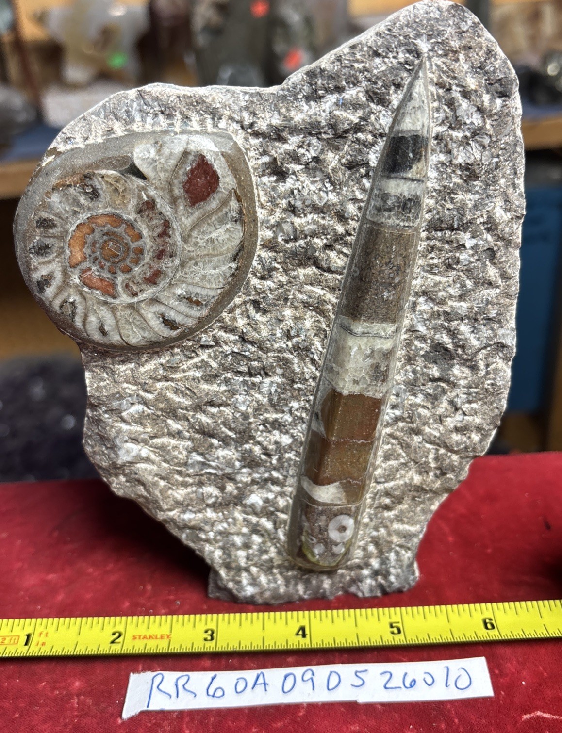 Beautiful Polished Orthoceras and Ammonite Fossil Display Piece 400 Mil Yrs.
