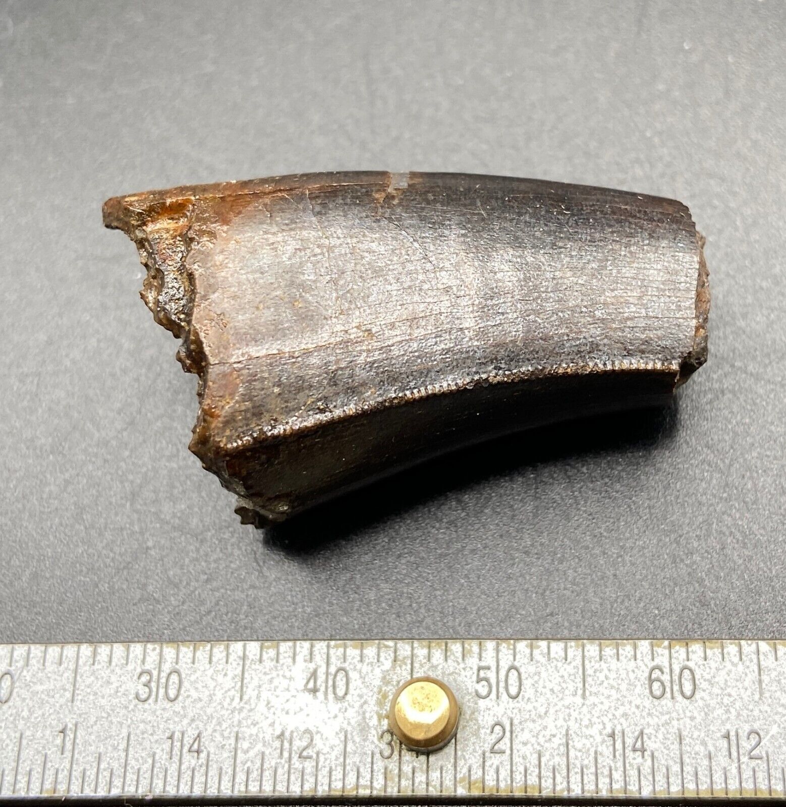 3.0 cm Gorgosaurus tooth fragment with serrations - Judith River fm Montana