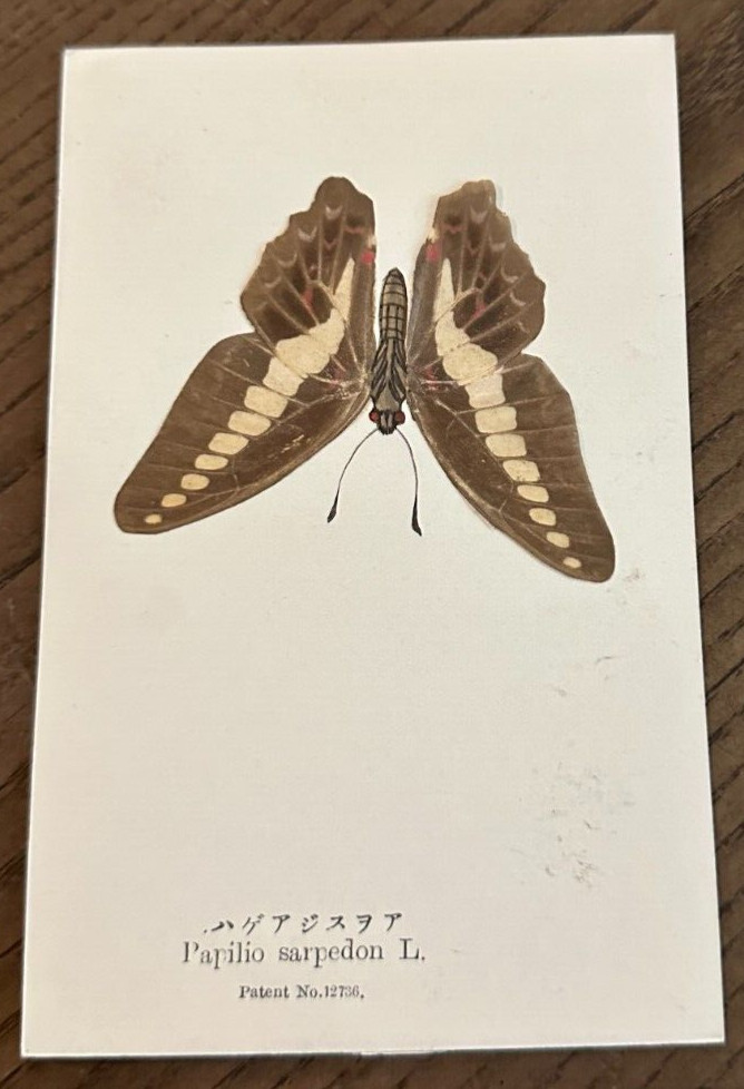 Antiq REAL Butterfly Papilio Sarpedon Latin Nawa Entomology Japan 1910 Postcard