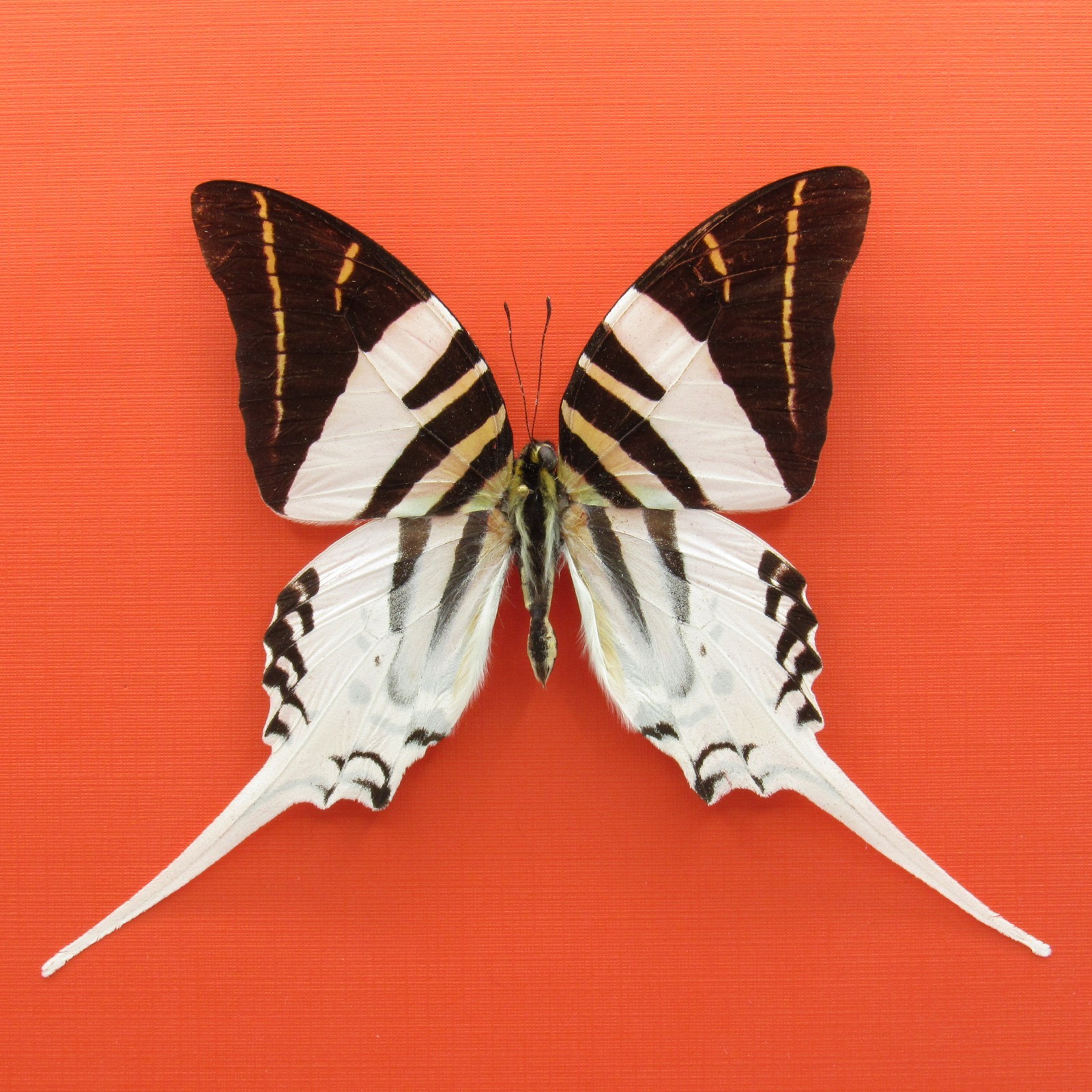 Real mounted butterfly - Graphium androcles - A1