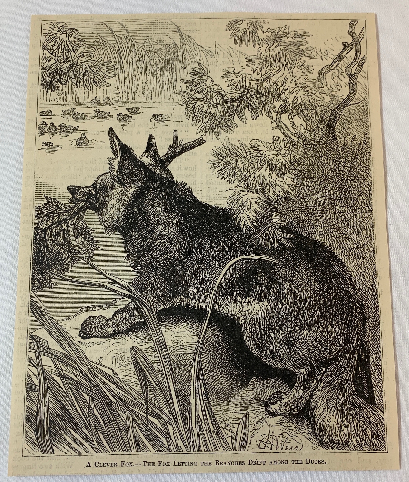 1879 magazine engraving ~ THE FOX AND THE DUCKS